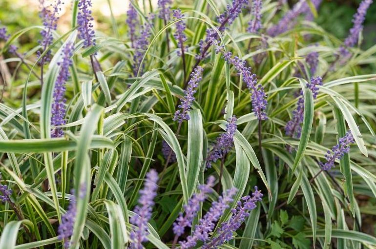 外構植栽でおしゃれな庭を実現！初心者でも手入れが簡単な植栽選びとデザイン術 #外構植栽 #外構 #植栽